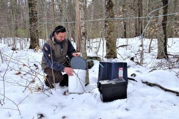 研究er David Moore collecting sap from beech trees in a forested area. Snow covers the ground. David crouches next to a bucket.